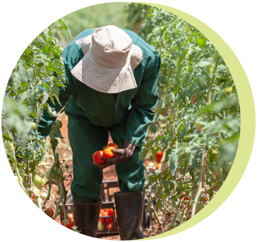 Arbeiterin erntet Tomaten auf einer Plantage